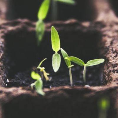 gardener-gallery-1