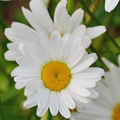 gardener-gallery-2