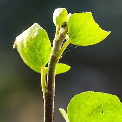 gardener-gallery-3
